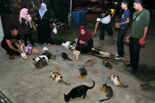 Lebih Mengenali Komunitas Pecinta Kucing